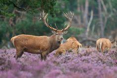 Bed en Breakfast de Paalberg